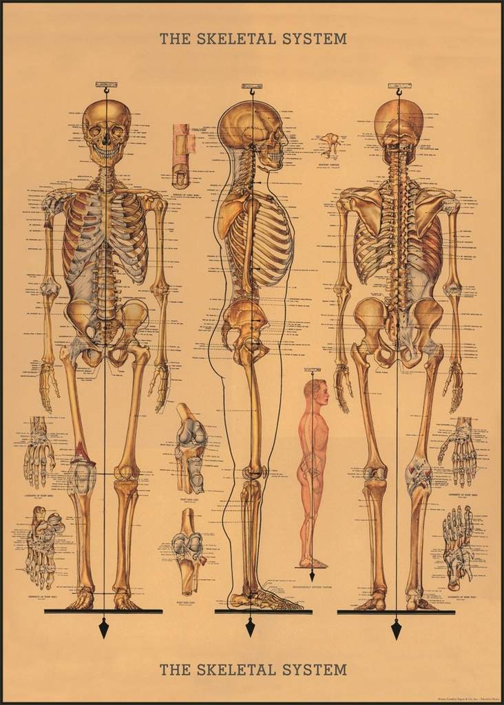 Skeleton Poster