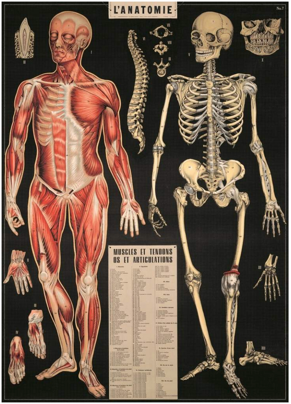 Skeleton Anatomy Poster