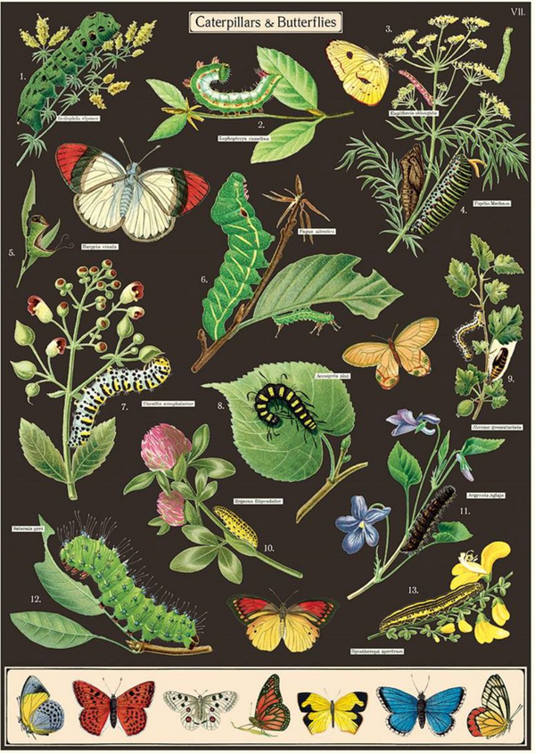 Caterpillars & Butterflies Poster