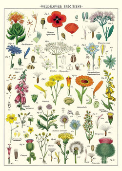 Wildflowers Poster