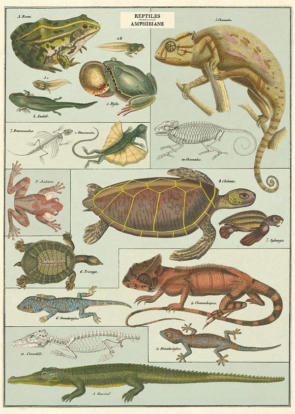 Amphibians Poster