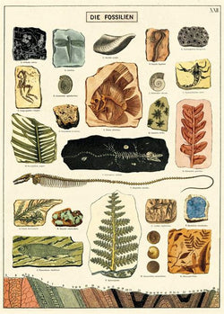Fossils Poster